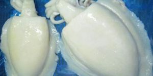 Frozen Cuttlefish Whole Cleaned