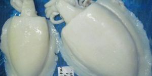 Frozen Cuttlefish - Whole Cleaned