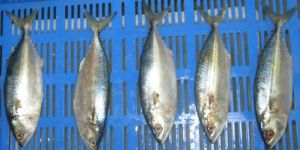 Frozen Indian Mackerel Fish