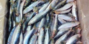 Frozen Sardine Fish