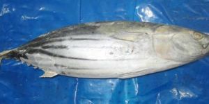 Frozen Skipjack Tuna Fish