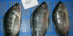 Frozen Tilapia Whole Round Fish
