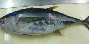 Frozen Yellow Fin Tuna Fish