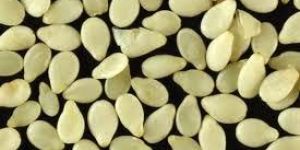 White Sesame Seeds