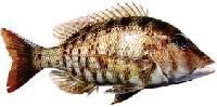 Emperor Fish