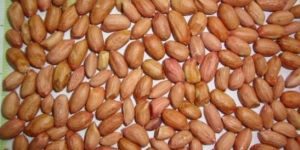 Peanut