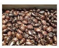 Castor Seed
