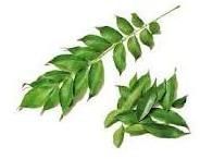 Curry Leaves