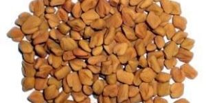 Fenugreek Seed