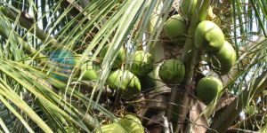 Tender Water Coconut