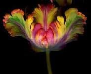 Exotic Flowers