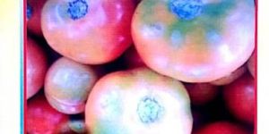 Tomato