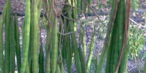 Moringa Oleifera Drumsticks