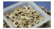 Moringa Oleifera Seeds