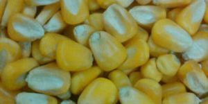 Indian Yellow Maize, Indian Yellow Corn