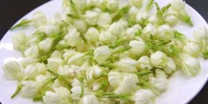 Fresh Jasmine Flower