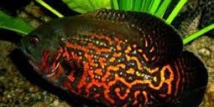 Oscar Fish, Ornamental Fish