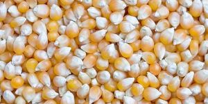 Yellow Maize