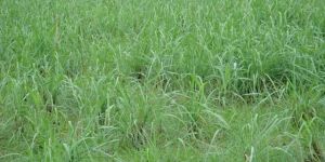 Geraniol, Lemon Grass