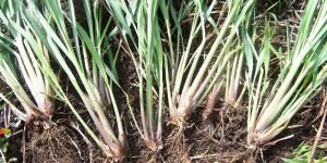 LEMONGRASS ROOTS