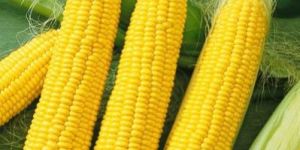 Yellow Corn