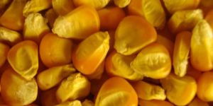 Yellow Corn