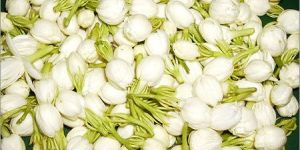 Traditional Jasmine Flowers