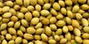 Coriander Seeds