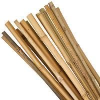 Bamboo Cane