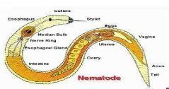 Nematode Control Chemical