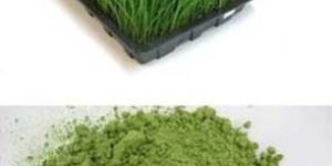 Wheat Grass Powder