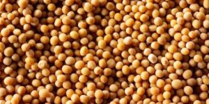 Mustard Seeds