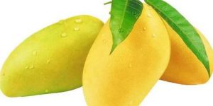 Fresh Mango