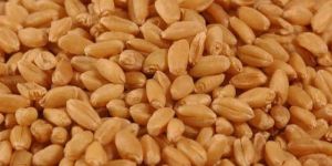 Wheat