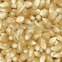 White Maize