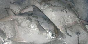 Silver Pomfret Fishes
