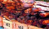 Red Sandalwood Logs
