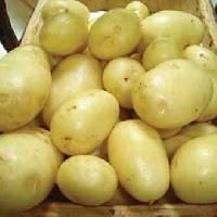 Potato Seeds