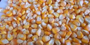Yellow Corn