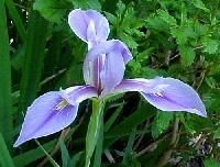 Aquatic Plants