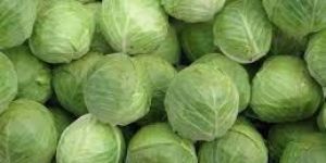 Fresh Cabbage