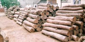 Shisham Logs