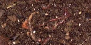 Vermicompost