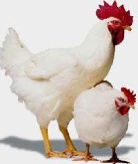 Poultry