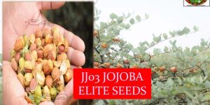 Jojoba Seeds