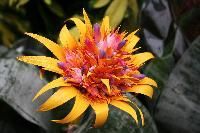 Exotic Flowers