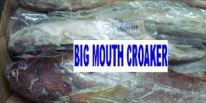 Big Mouth Croaker