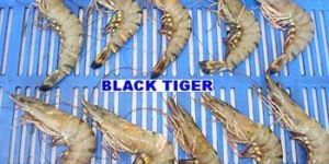 Black Tiger Shrimp