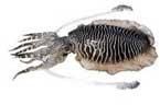 Cuttlefish