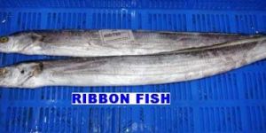 Ribbon Fish RF-02